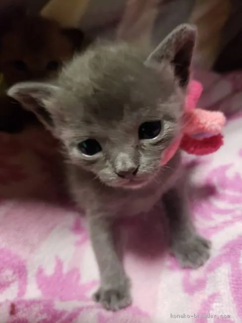 ゆかみも 様のお迎えした子猫