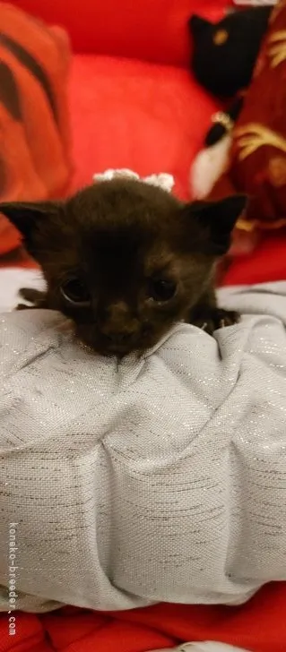 ID:2104-00837の子猫