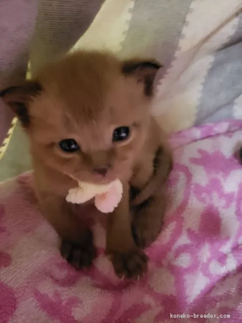 ID：2006-00699の子猫