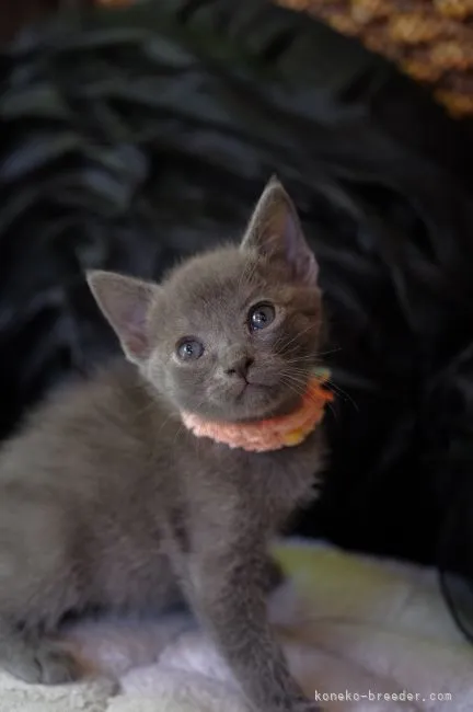 ID：2205-02025の子猫