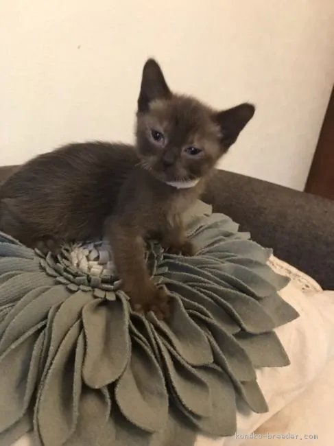ID:1912-00131の子猫