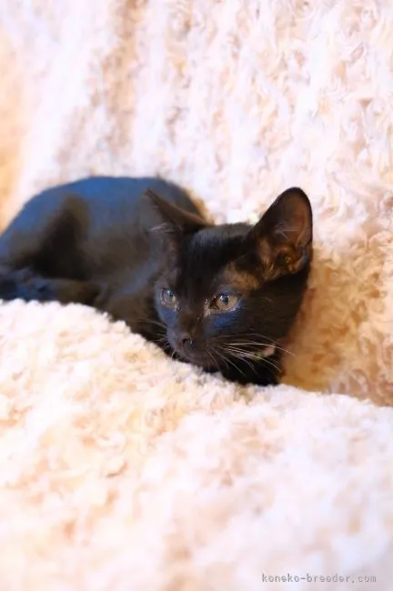 ID:2108-01967の子猫