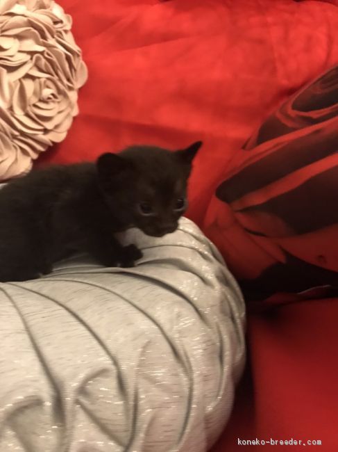 大吉😺 様のお迎えした子猫