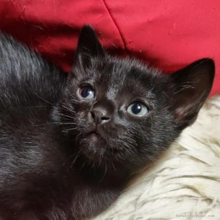 ID：2210-02506の子猫
