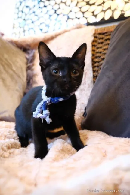 ID：2108-01779の子猫