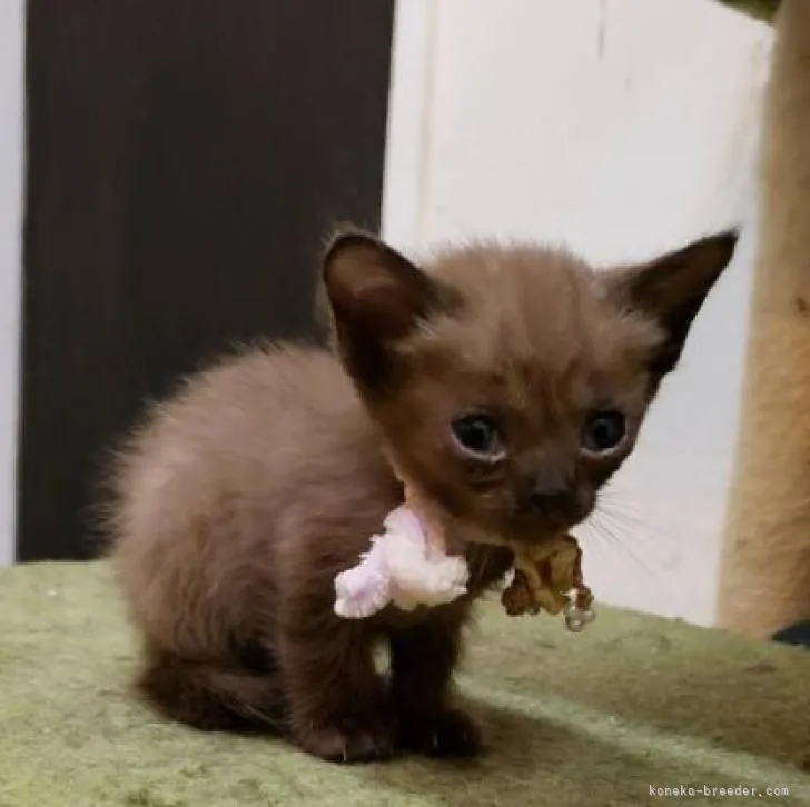 ID：2209-00497の子猫