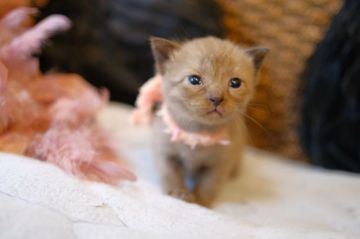 ボンベイ【奈良県・女の子・2021年7月24日・ブラウン】の写真「寝る子は育つ😊」