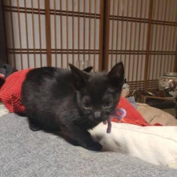ボンベイ【奈良県・女の子・2022年9月20日・ブラック】の写真「めちゃくちゃ可愛いくなっております♥」