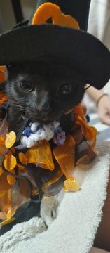 ボンベイ【奈良県・男の子・2021年8月1日・ブラック】の写真「一緒に年越しをしませんか🌹」