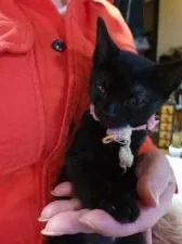 ボンベイ【奈良県・女の子・2021年12月24日・ブラック】の写真1