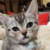 アメリカンショートヘア