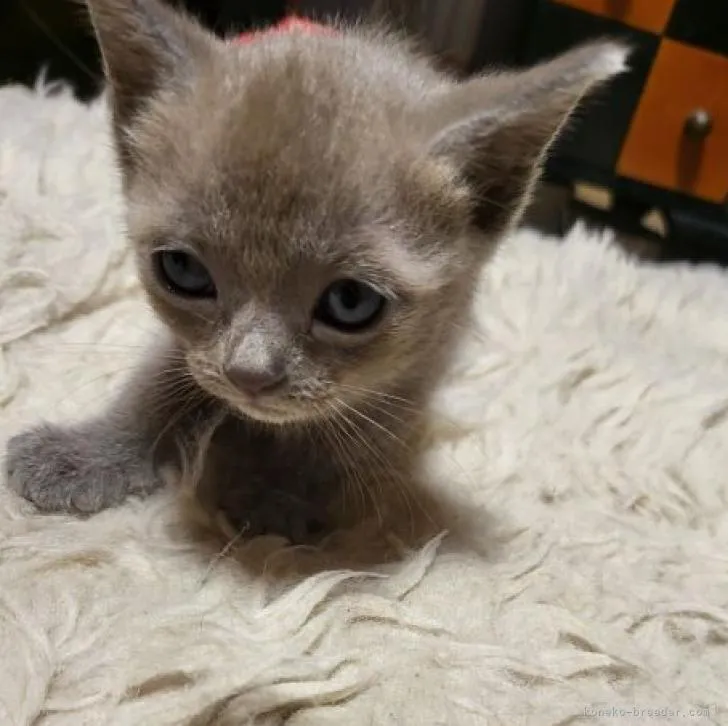 ID：2210-02517の子猫
