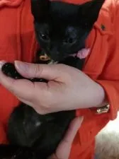 ボンベイ【奈良県・女の子・2021年12月24日・ブラック】の写真2