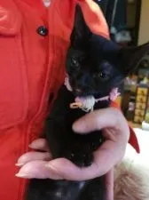 ボンベイ【奈良県・女の子・2021年12月24日・ブラック】の写真3