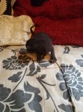 ボンベイ【奈良県・男の子・2019年8月5日・ブラック】の写真4