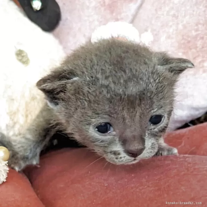 アメリカンバーミーズ【奈良県・女の子・2025年8月28日・ブルー】の写真1