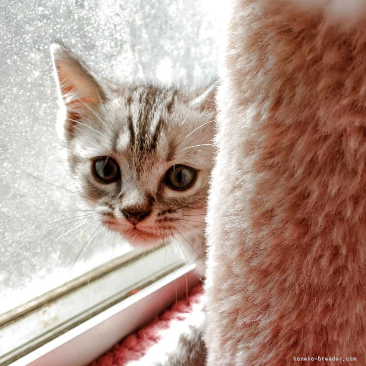 ブリーダー画像