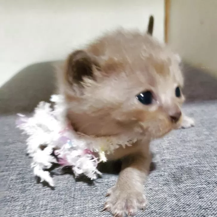 ID：2505-04005の子猫