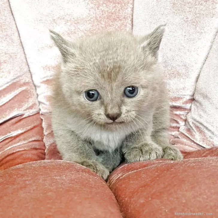 ID：2509-02986の子猫