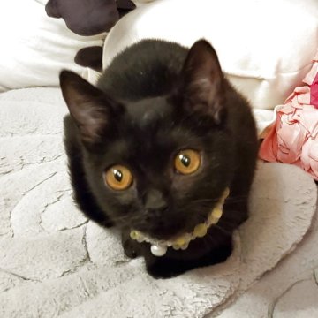 ボンベイ【奈良県・男の子・2025年6月23日・ブラック】の写真「即日でのお迎えが可能ですよ🚗💨」