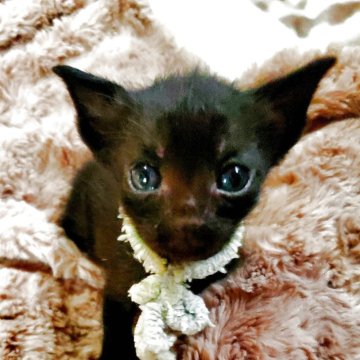 ボンベイ【奈良県・男の子・2025年5月22日・ブラック】の写真「おっとりマイペースな男の子👦」