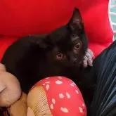 ボンベイ