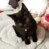 ボンベイ【奈良県・男の子・2025年6月23日・ブラック】の写真3