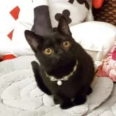 ボンベイ【奈良県・男の子・2025年6月23日・ブラック】の写真4