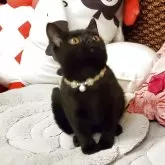 ボンベイ【奈良県・男の子・2025年6月23日・ブラック】の写真5