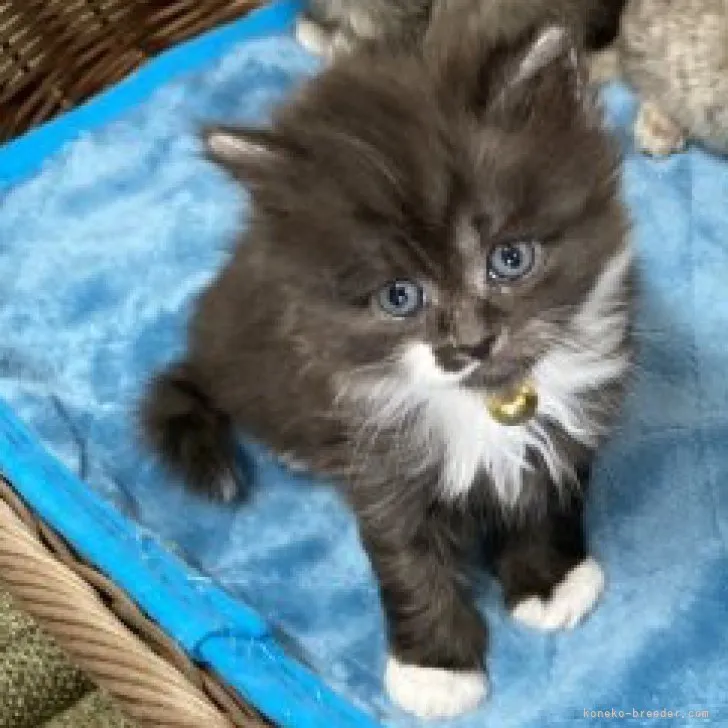 ID：2304-01650の子猫