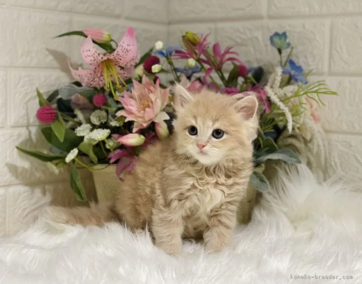 Na... 様のお迎えした子猫