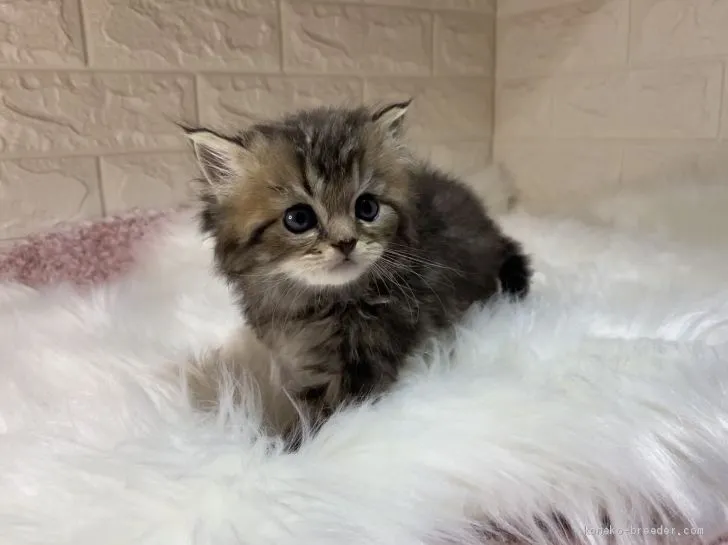 ID:2011-01829の子猫