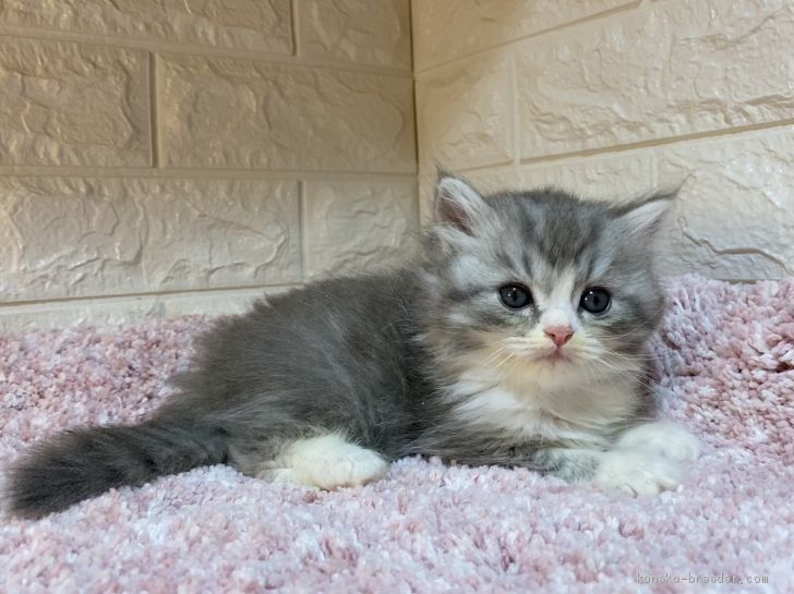 R 様のお迎えした子猫