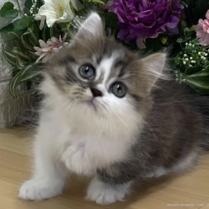 ID：2206-00906の子猫