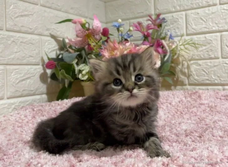 ID：2108-01619の子猫