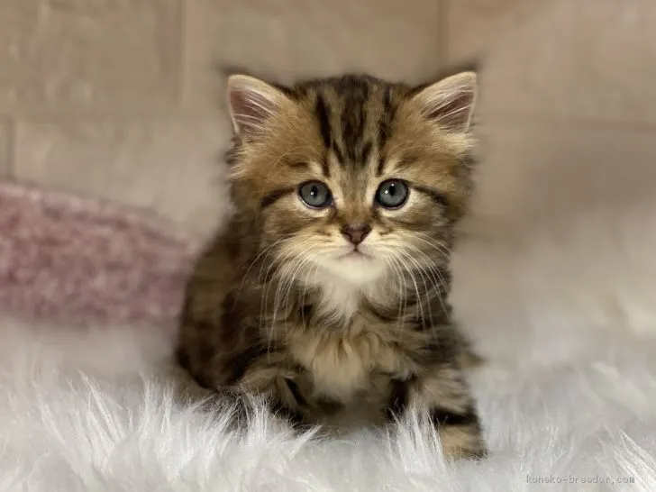 ID:2011-01841の子猫