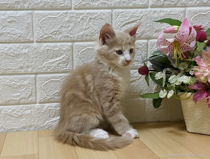 A 様のお迎えした子猫