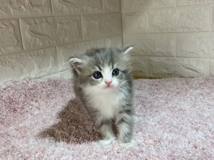 ひよ 様のお迎えした子猫