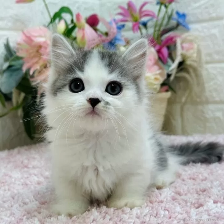 ID:2409-02159の子猫