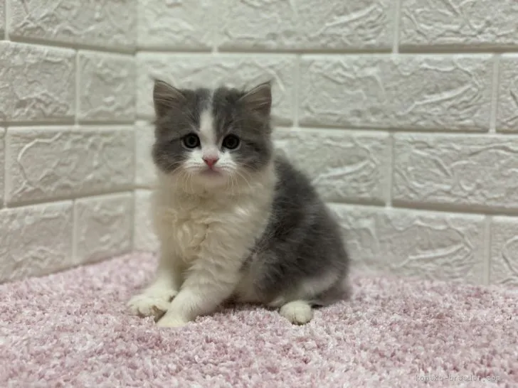 ID：2101-01567の子猫