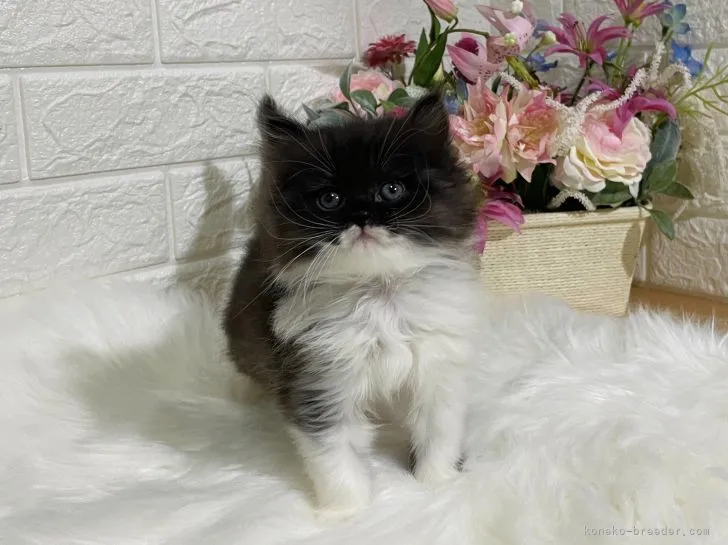 ID：2107-02176の子猫