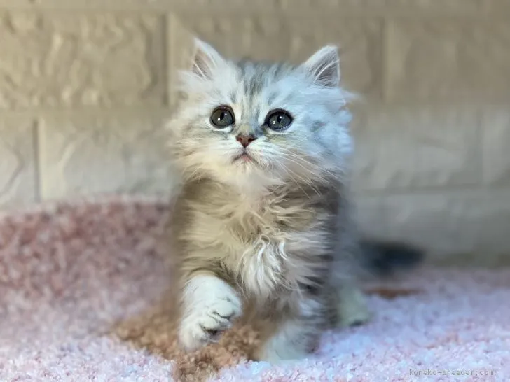 よし 様のお迎えした子猫