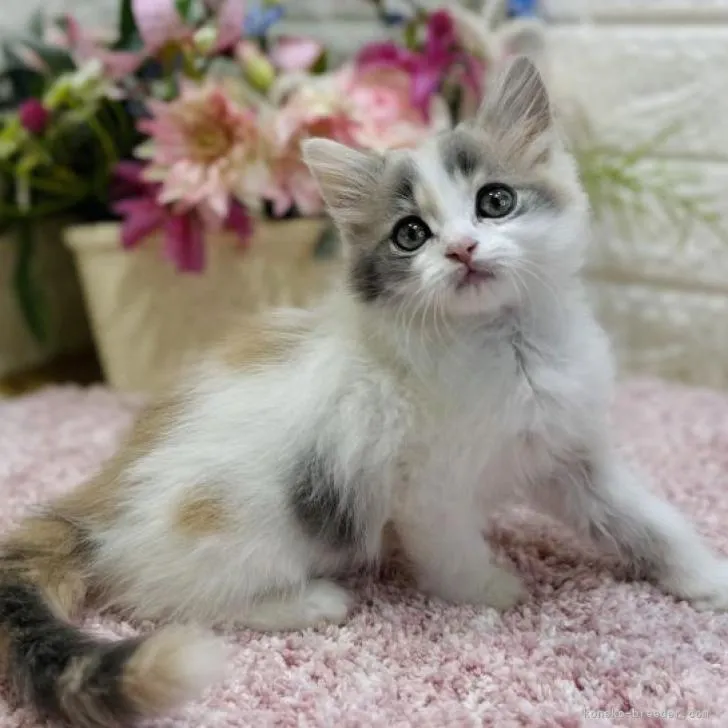 ID:2211-02021の子猫