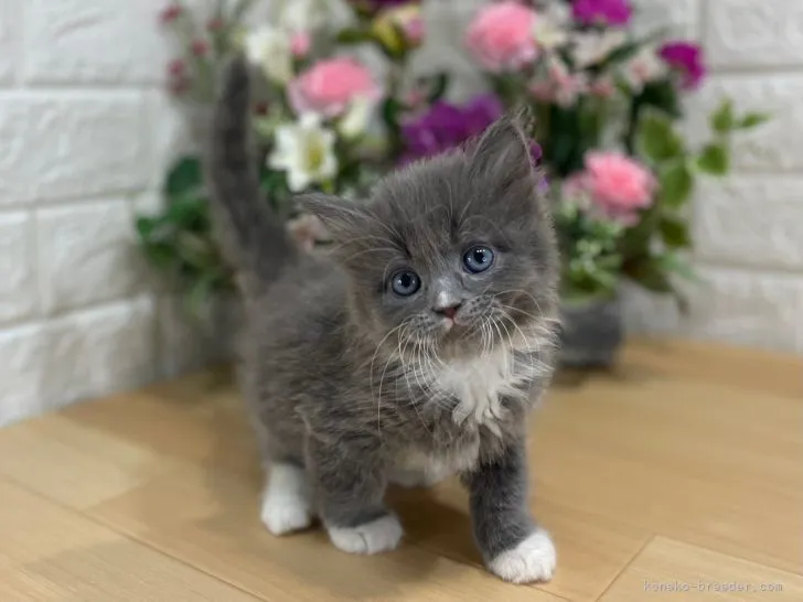 ID：2202-00470の子猫