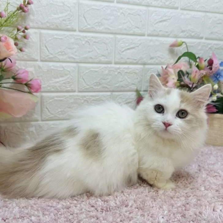 ID:2411-00565の子猫