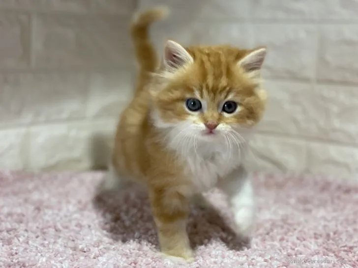 もり 様のお迎えした子猫