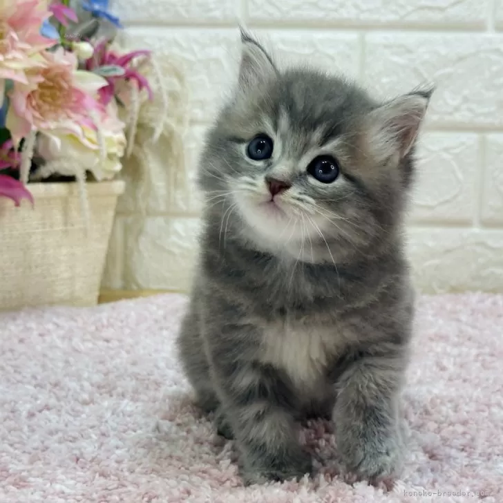 Y.S 様のお迎えした子猫