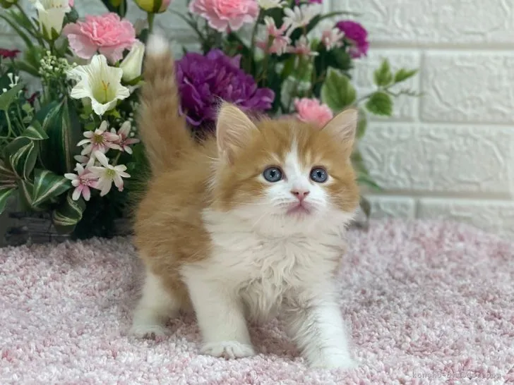 sunaki0217 様のお迎えした子猫