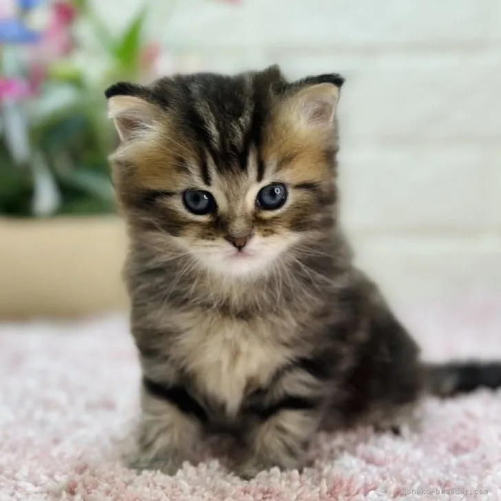 ID：2305-03563の子猫