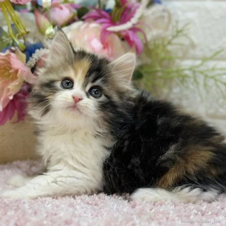 ID：2302-01042の子猫